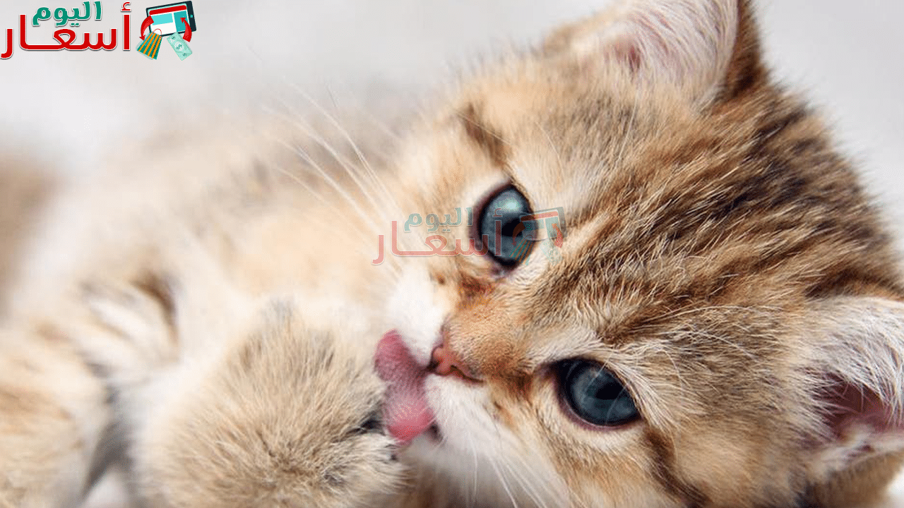 أسعار القطط في مصر 2021 بالصور